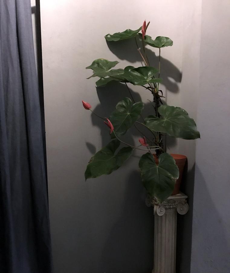 גואדלחארה Colonia Americana Two Level Loft מראה חיצוני תמונה